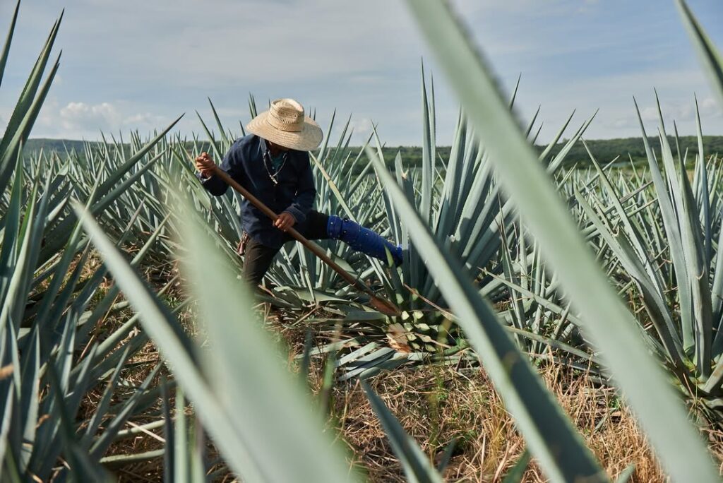 Agave